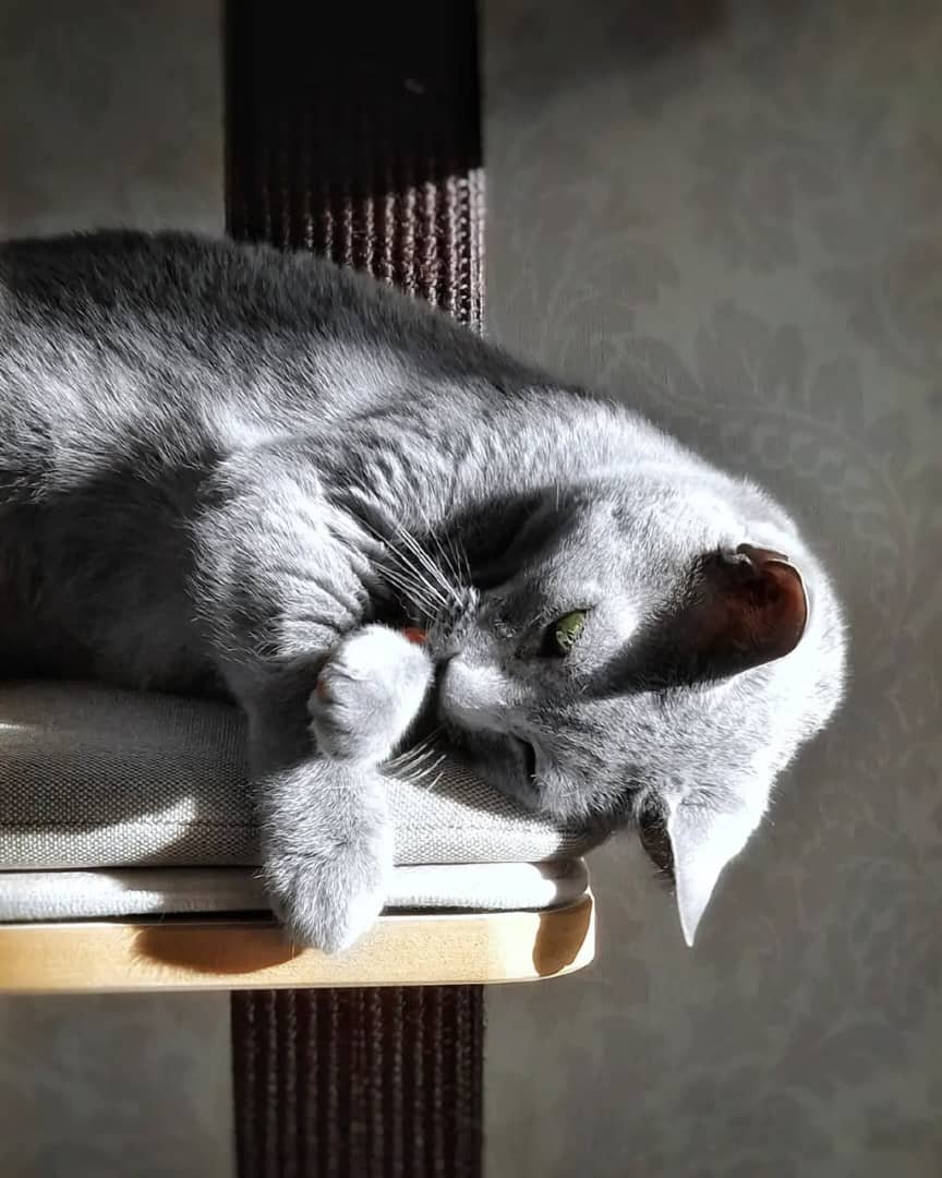 Russian Blue Kitten Care